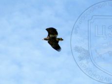 Haliaetus-albicilla_2